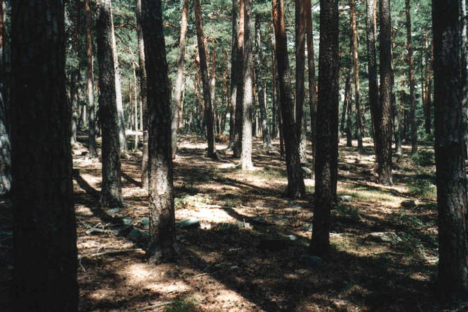 The confluence in the middle of the forest.