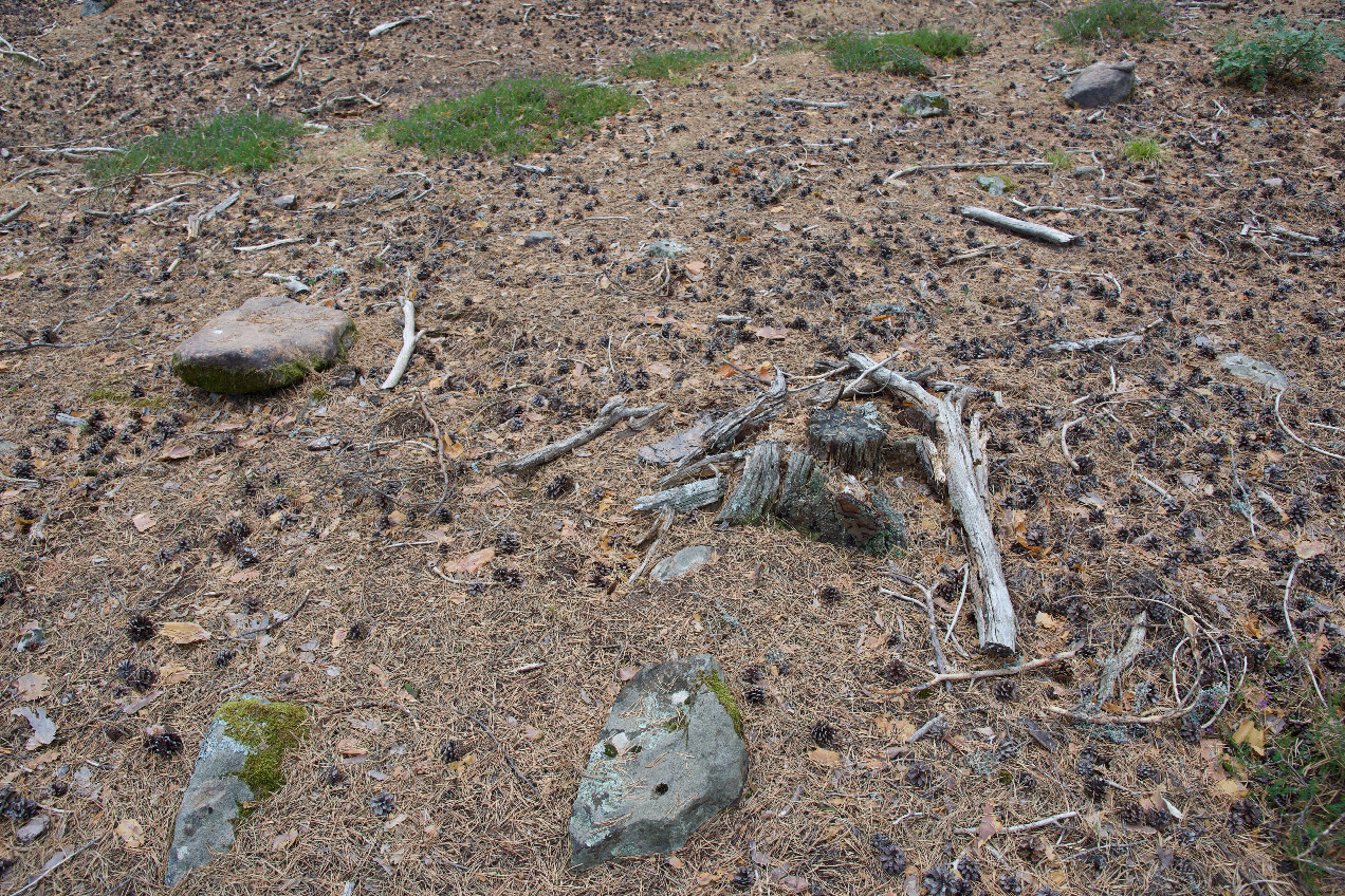 Ground cover at the confluence point
