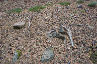#5: Ground cover at the confluence point