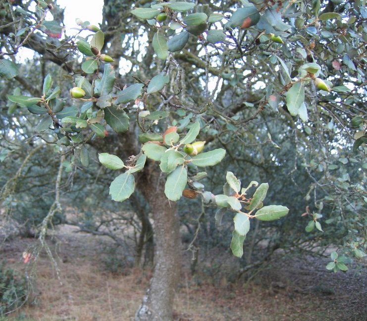 Cork Oaks at the Confluence