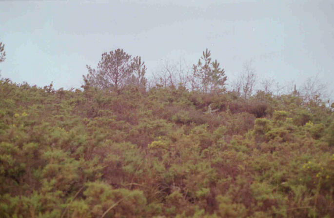 Looking West - a sea of gorse