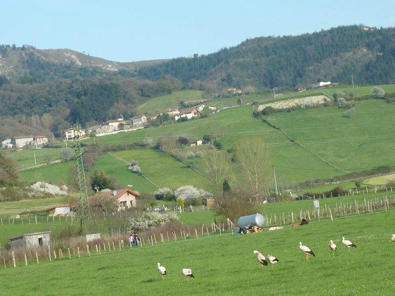 Storks near the confluence point