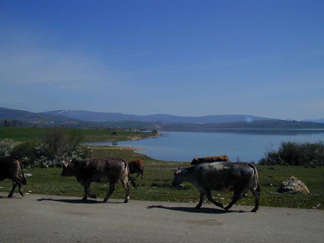 another view of area, with cows going out to pasture and the cp visible in the lake