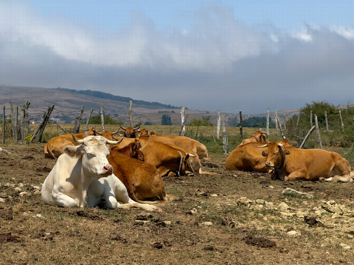 Cattle resting beside the shore, about 350m from the point
