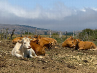 #2: Cattle resting beside the shore, about 350m from the point