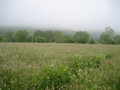 #4: OESTE