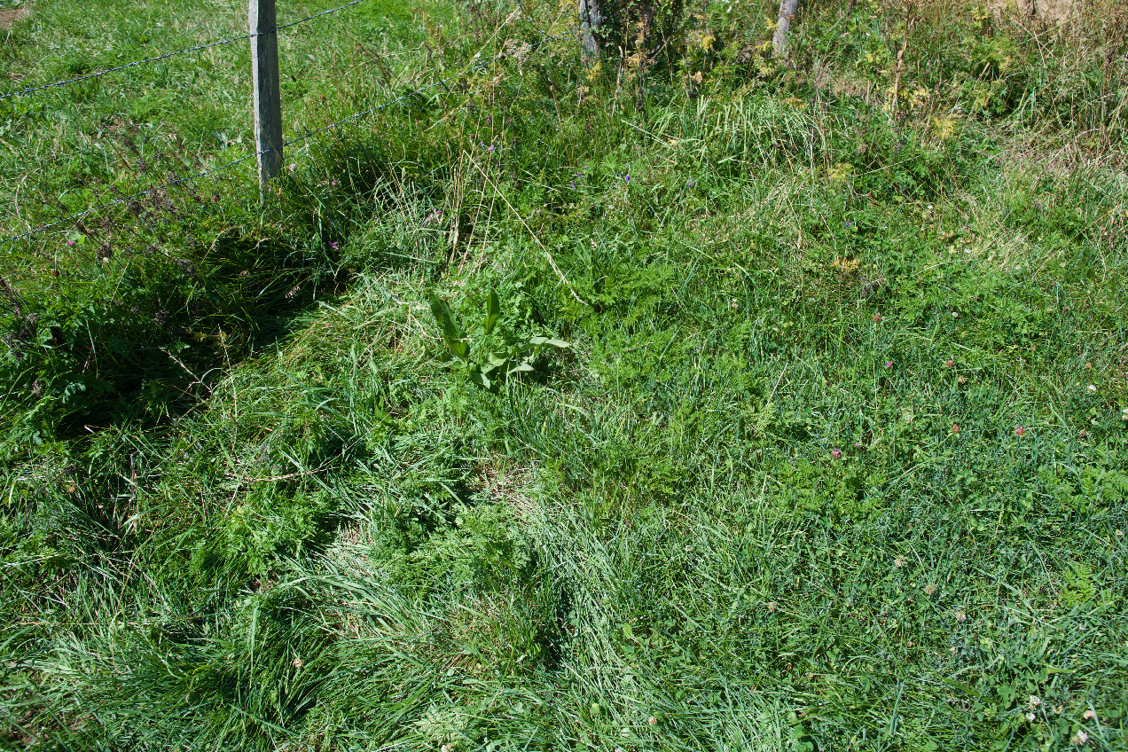 Ground cover at the confluence point