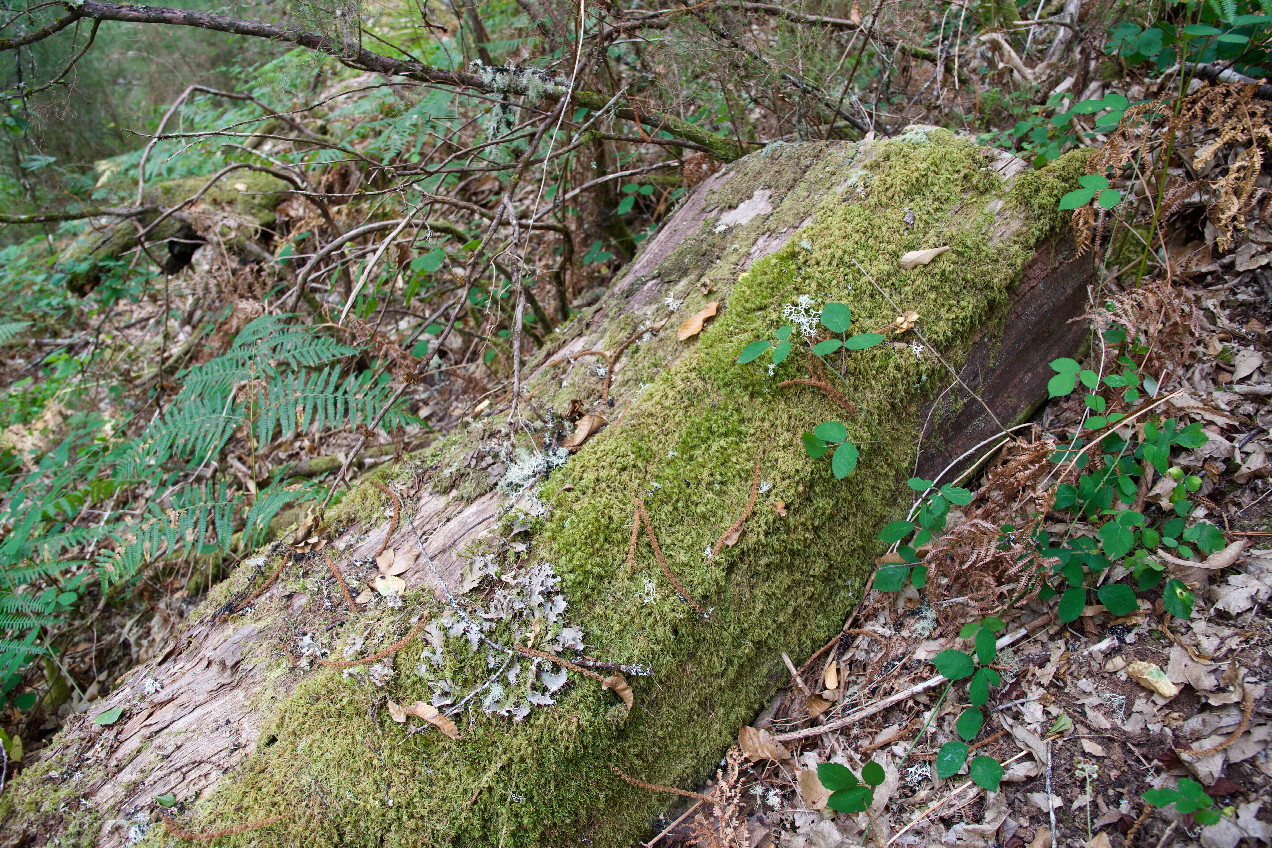 Ground cover (a downed tree trunk) at the confluence point