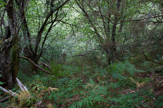 #1: The confluence point lies on a steep, forested hillside, between two narrow paved roads.  (This is also a view to the East, down the slope.)