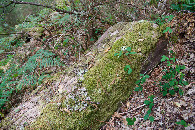 #5: Ground cover (a downed tree trunk) at the confluence point