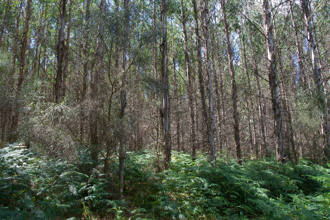 View West