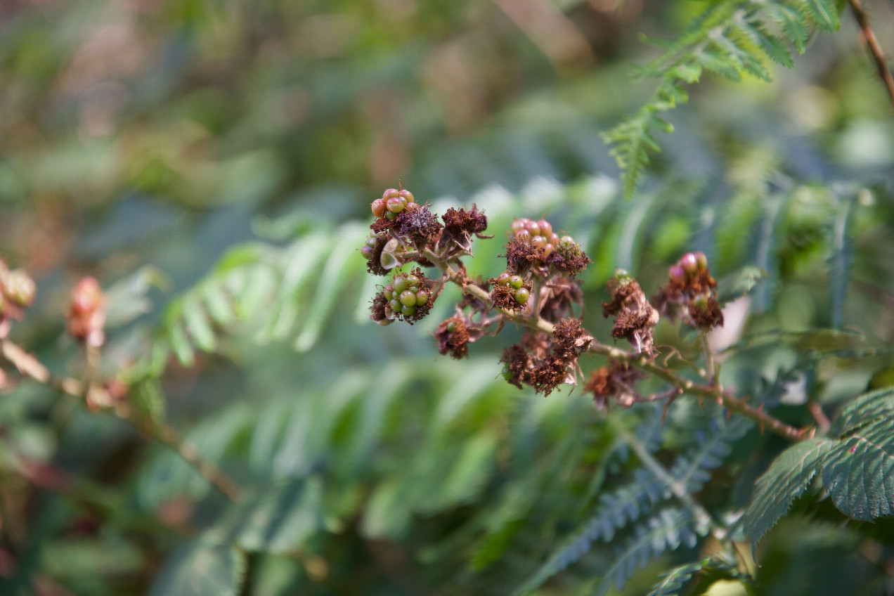 Ground cover (blackberries) at the confluence point