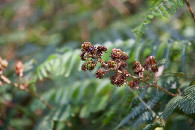 #5: Ground cover (blackberries) at the confluence point
