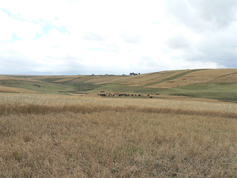 General view of the area