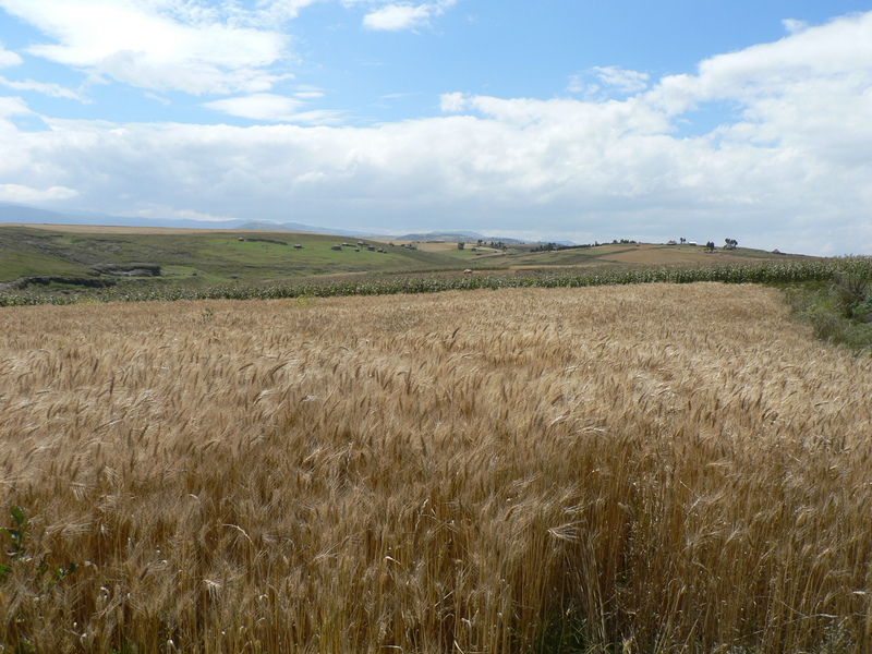 View from the Confluence South