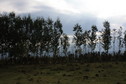 #2: View from the Confluence towards the East