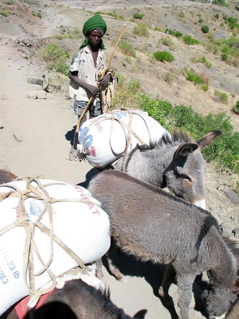 USAIDonkeys: notice the facial expression of the owner - "what's with this guy and my donkeys?"