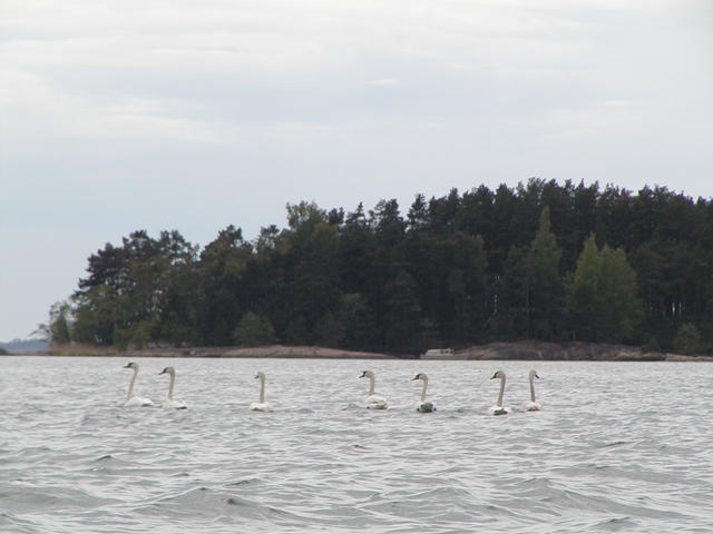 A group of seven swans we saw on the way back.