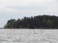 #4: A group of seven swans we saw on the way back.