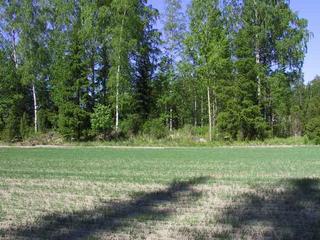 #1: The confluence is in a little woods
