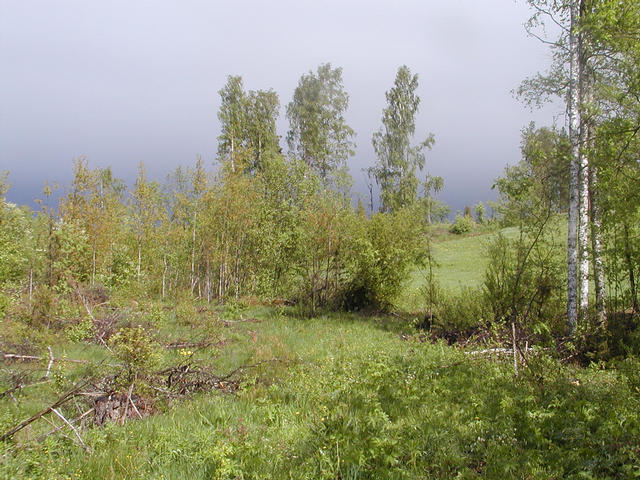 View north of the confluence.