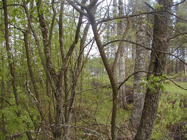 View south from the confluence. Spot the team's car.