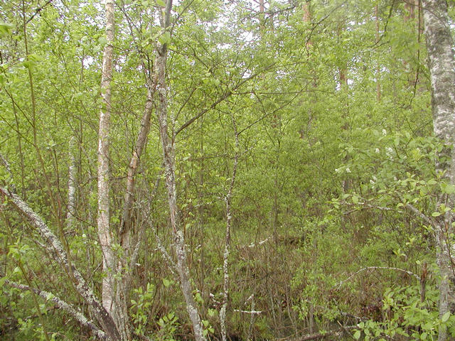 View west from the confluence.