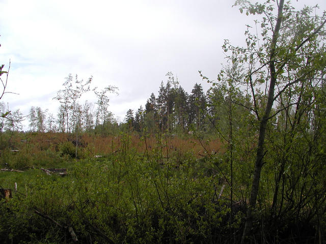 View east from the confluence.