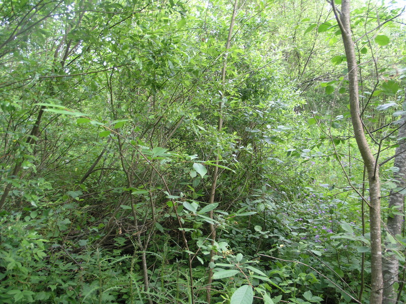 South