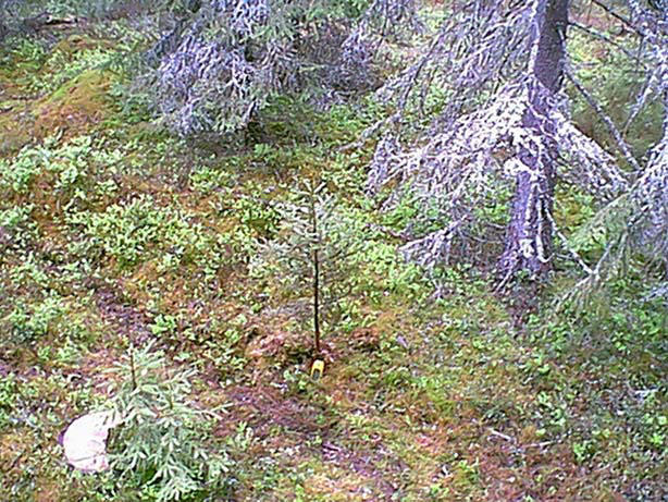 The confluence, marked by a small twig and GPS receiver.