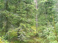 #3: East. Thick forest.