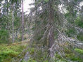 #5: West, a glimpse of farm field can be seen between the trees.