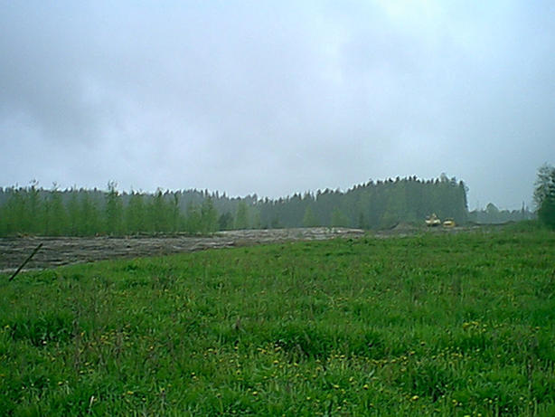 View to the south with some dandelions.