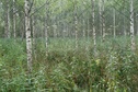 #5: View to the west / Вид на запад