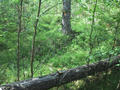 #2: Up-down view of the confluence location