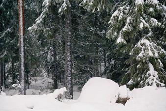 #1: General view, the point is on the forest edge