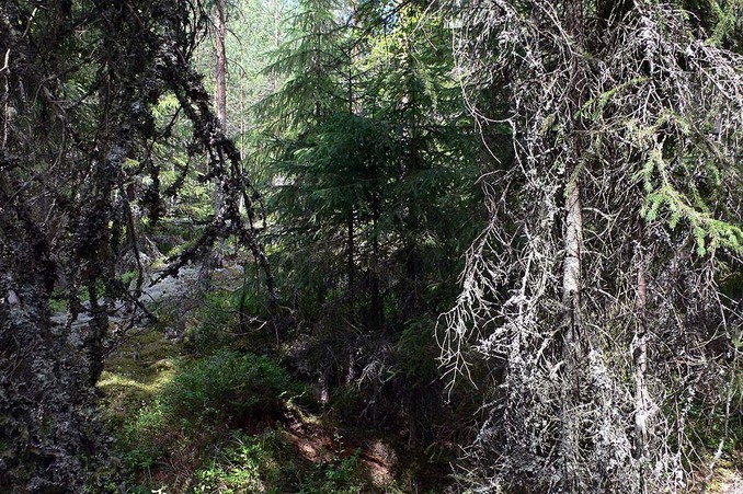 The confluence looking north into the forest