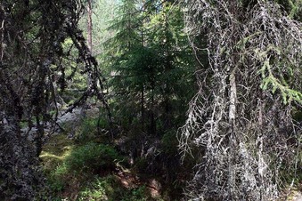 #1: The confluence looking north into the forest