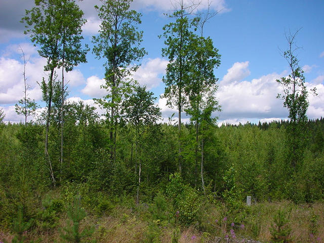 View to the North with some Alder trees along a ditch