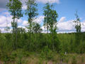 #2: View to the North with some Alder trees along a ditch