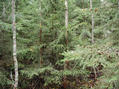 #3: East ! Forest !
