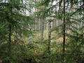 #4: South ! Forest !