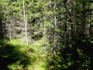 #1: View to north from the confluence.