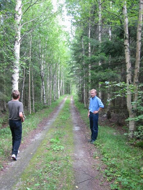 The confluence point is just 4 metres from the forest road on the right.