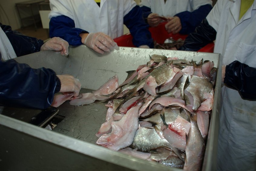 Bream filets to be minced