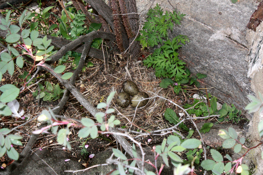 Seagull found the castle's wall a good place for raising its young / Крепостная стена - лучшее место для выведения птенцов чайки