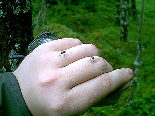 Feeding mosquitos.