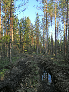 #1: A logging track goes through the point!