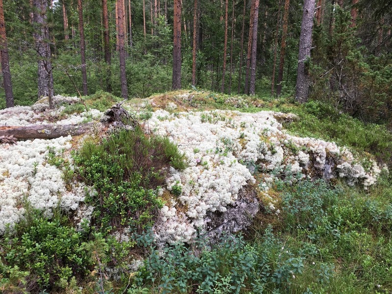 Lichen-covered rock at the confluence point