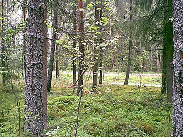 A view north from the confluence.